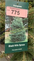 3 gallon Black Hills Spruce