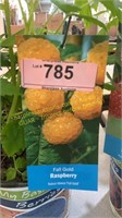 1.5 gallon Fall Gold Raspberry