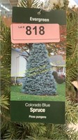 3 gallon Colorado Blue Spruce
