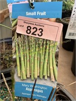 1.5 gallon Mary Washington Asparagus