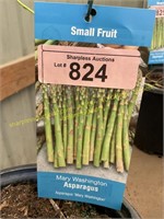 1.5 gallon Mary Washington Asparagus