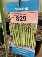 1.5 gallon Mary Washington Asparagus