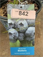 1.5 gallon Blue Crop BlueberryBB