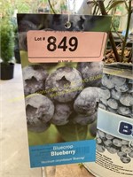 1.5 gallon Blue Crop Blueberry