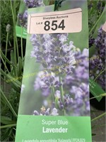 1 gallon Super Blue Lavender