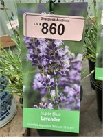 1 gallon Super Blue Lavender