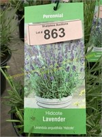 1 gallon Hidcote Lavender