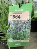 1 gallon Hidcote Lavender