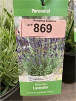 1 gallon Hidcote Lavender