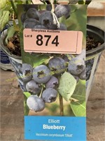 1 gallon Elliott Blueberry