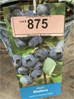 1 gallon Elliott Blueberry