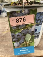 1 gallon Elliott Blueberry