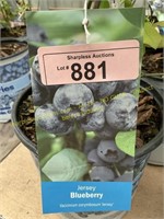 1.5 gallon Jersey Blueberry