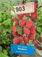 1.5 gallon Red Latham Raspberry