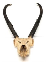 Prong Horn Sheep Skull & Horns
