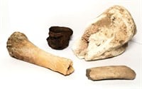 Large Bone Fossils