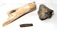 Fossil Bone Fragments