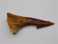 SAWFISH TOOTH