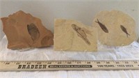 Three Fossils in Rock