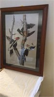 Long Billed Woodpecker Print