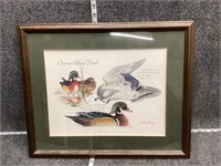 Ontario Wood Duck Framed Print Bob Berry