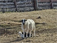 Ewe with 2  lambs-Purebred Dorper Ewe