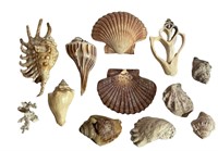 Assortment of Sea Shells