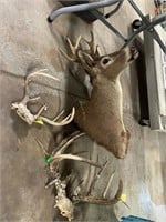 Buck Mount, Deer Horns