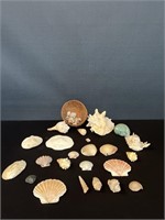Lot of Vintage Seashells