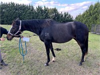 (VIC) GYPSY - THOROUGHBRED MARE