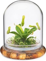 Nepenthes Plant Decor in 19" Glass Cover
