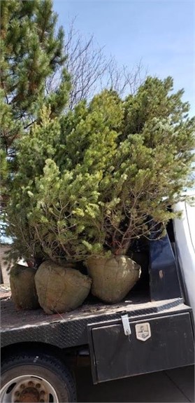 Misc Aspen & Pine Trees (will be dug & delivered to sale site a couple days prior to sale date)