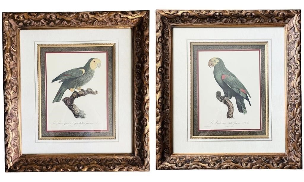 Framed Parrot Art Prints