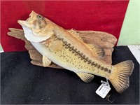 *SMALL MOUTH BASS MOUNTED ON DRIFTWOOD