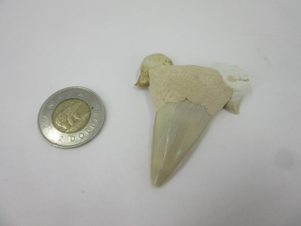 Grosse dent de requin fossilisé