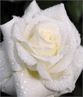 New White Rose with Dew Drops Diamond painting