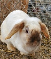 Doe-Mini Lop-Proven