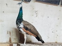 Male-India Blue Split Pied Peacock-2023 hatch