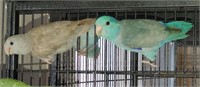 Pair-Parrotlets-Breeders