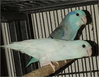 Pair-Parrotlets-Breeders