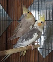 Pair-Cockatiels-Breeders
