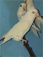 Unsexed-White Lovebird