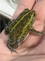 Pixie Frog