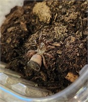 Chinese Hourglass Trapdoor Spider