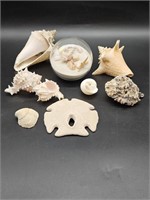 Selection of Shells & Glass Display Ball