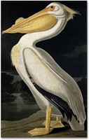 American White Pelican Artwork By John James
