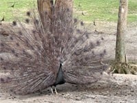 4 y/o bronze Peacock