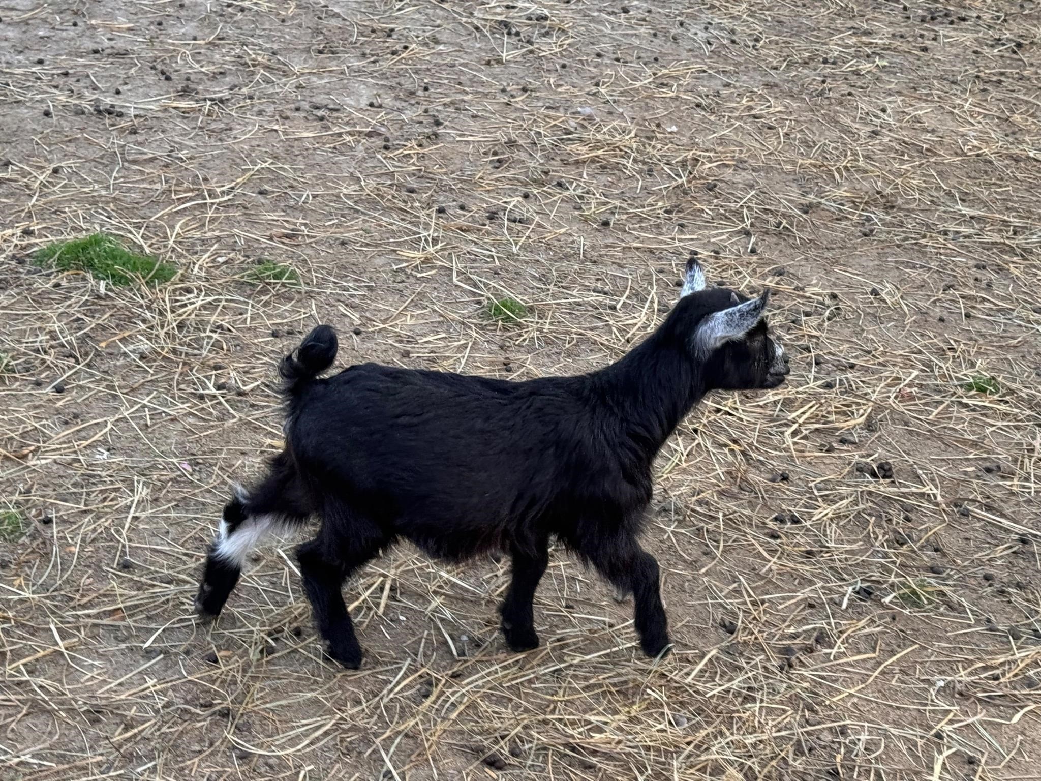 Micro Miniature Nigerian Dwarf Doeling