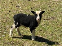 Micro Miniature Spotted Shetland Babydoll Ewe Lamb