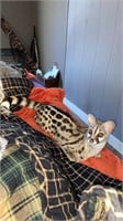 Gena is a 2 year old female large spotted genet.